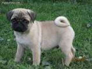 Pug Puppy for sale in Orrville, OH, USA
