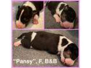 Bull Terrier Puppy for sale in Jarrettsville, MD, USA