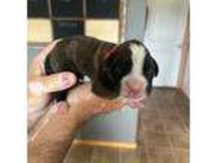 Boxer Puppy for sale in Rochester, WA, USA