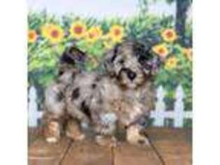 Mutt Puppy for sale in Edon, OH, USA