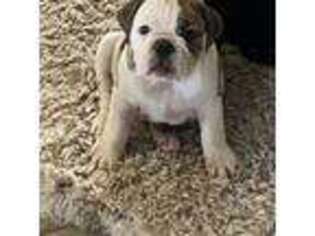 Bulldog Puppy for sale in San Antonio, TX, USA