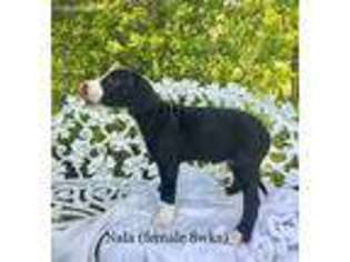 Great Dane Puppy for sale in Mattoon, IL, USA