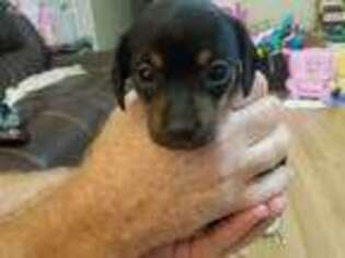 Dachshund Puppy for sale in Haltom City, TX, USA