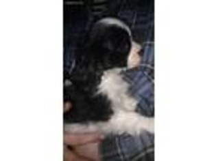 Cavalier King Charles Spaniel Puppy for sale in Arcade, NY, USA