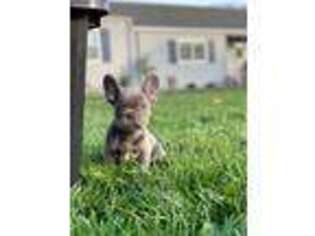 French Bulldog Puppy for sale in Citrus Heights, CA, USA