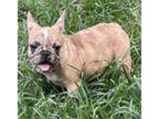 French Bulldog Puppy for sale in Enoree, SC, USA