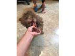 Mutt Puppy for sale in Dover, FL, USA