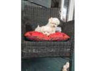 Maltese Puppy for sale in Destin, FL, USA