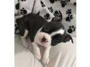 Boston Terrier Puppy for sale in Forney, TX, USA