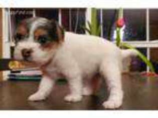 Jack Russell Terrier Puppy for sale in Ellendale, DE, USA