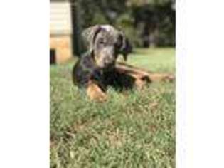 Doberman Pinscher Puppy for sale in Shawnee, OK, USA