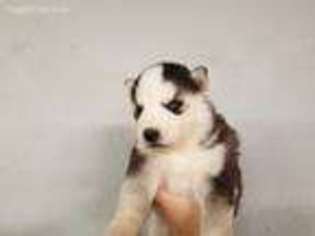 Siberian Husky Puppy for sale in Columbia City, IN, USA