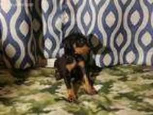 Doberman Pinscher Puppy for sale in Pensacola, FL, USA