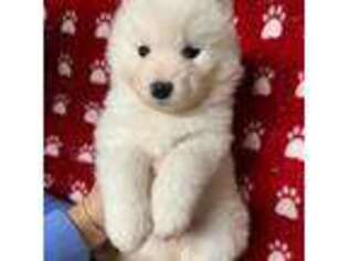 Samoyed Puppy for sale in Shenandoah, VA, USA