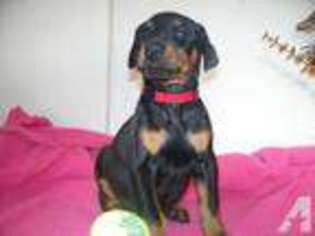 Doberman Pinscher Puppy for sale in RANDOLPH, NY, USA