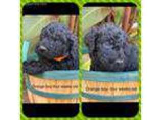 Goldendoodle Puppy for sale in Lexington, TN, USA