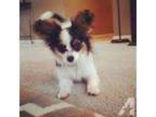 Papillon Puppy for sale in INDIANAPOLIS, IN, USA