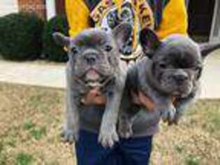 French Bulldog Puppy for sale in Braselton, GA, USA