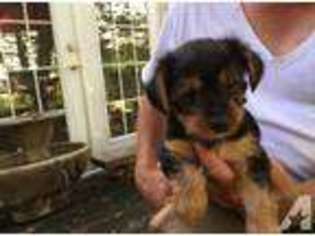 Yorkshire Terrier Puppy for sale in MILLINGTON, MD, USA