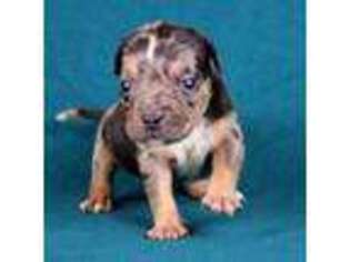 Mutt Puppy for sale in Orangeburg, SC, USA