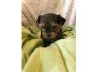 Yorkshire Terrier Puppy for sale in Chambersburg, PA, USA