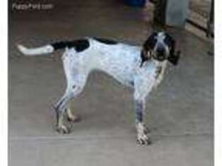 Bluetick Coonhound Puppy for sale in Waco, TX, USA