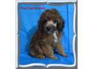 Mutt Puppy for sale in Dandridge, TN, USA