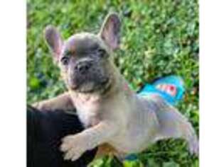 French Bulldog Puppy for sale in Anniston, AL, USA