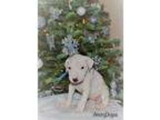 Dogo Argentino Puppy for sale in Ceres, CA, USA
