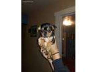 Chihuahua Puppy for sale in Cumberland, MD, USA