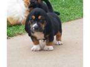 Basset Hound Puppy for sale in Alma, WV, USA
