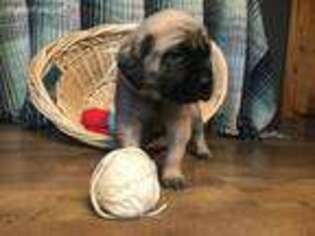 Mastiff Puppy for sale in Oakfield, ME, USA