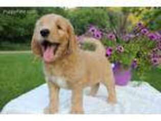 Goldendoodle Puppy for sale in Hokah, MN, USA