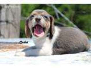 Beagle Puppy for sale in Memphis, TN, USA