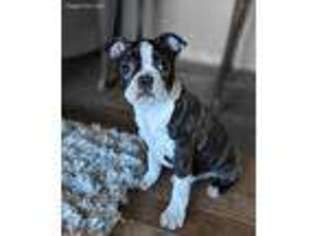 Boston Terrier Puppy for sale in Scio, OR, USA