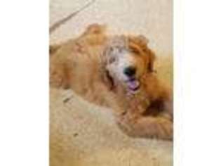 Goldendoodle Puppy for sale in Glenville, MN, USA