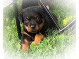 Rottweiler Puppy for sale in Dornsife, PA, USA