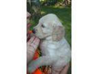Goldendoodle Puppy for sale in West Greenwich, RI, USA