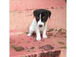 Jack Russell Terrier Puppy for sale in New Orleans, LA, USA