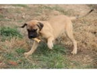 Bullmastiff Puppy for sale in Grovespring, MO, USA