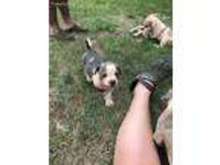 American Bulldog Puppy for sale in Buena Vista, GA, USA