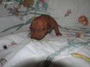 Rhodesian Ridgeback Puppy for sale in Toccoa, GA, USA