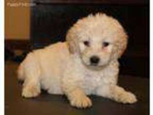 Goldendoodle Puppy for sale in Jamestown, TN, USA