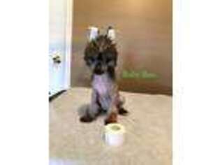 Chinese Crested Puppy for sale in Harker Heights, TX, USA
