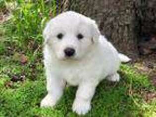 Great Pyrenees Puppy for sale in Hubbard, IA, USA