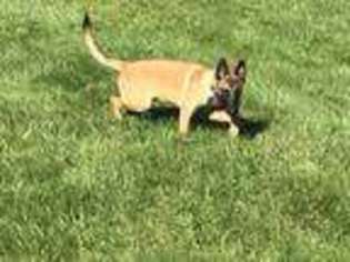 Belgian Malinois Puppy for sale in Shaftsbury, VT, USA