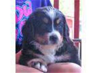 Bernese Mountain Dog Puppy for sale in Cairo, OH, USA