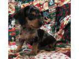 Dachshund Puppy for sale in Evansville, WI, USA