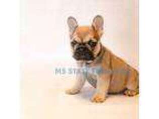 French Bulldog Puppy for sale in Gulfport, MS, USA