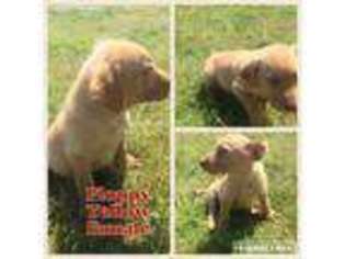 Labrador Retriever Puppy for sale in Knotts Island, NC, USA